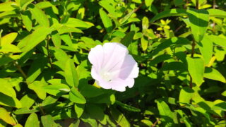 昼顔の花＋金糸梅の葉