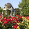 鶴舞公園の薔薇