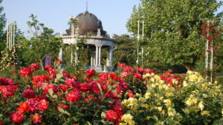 鶴舞公園の薔薇